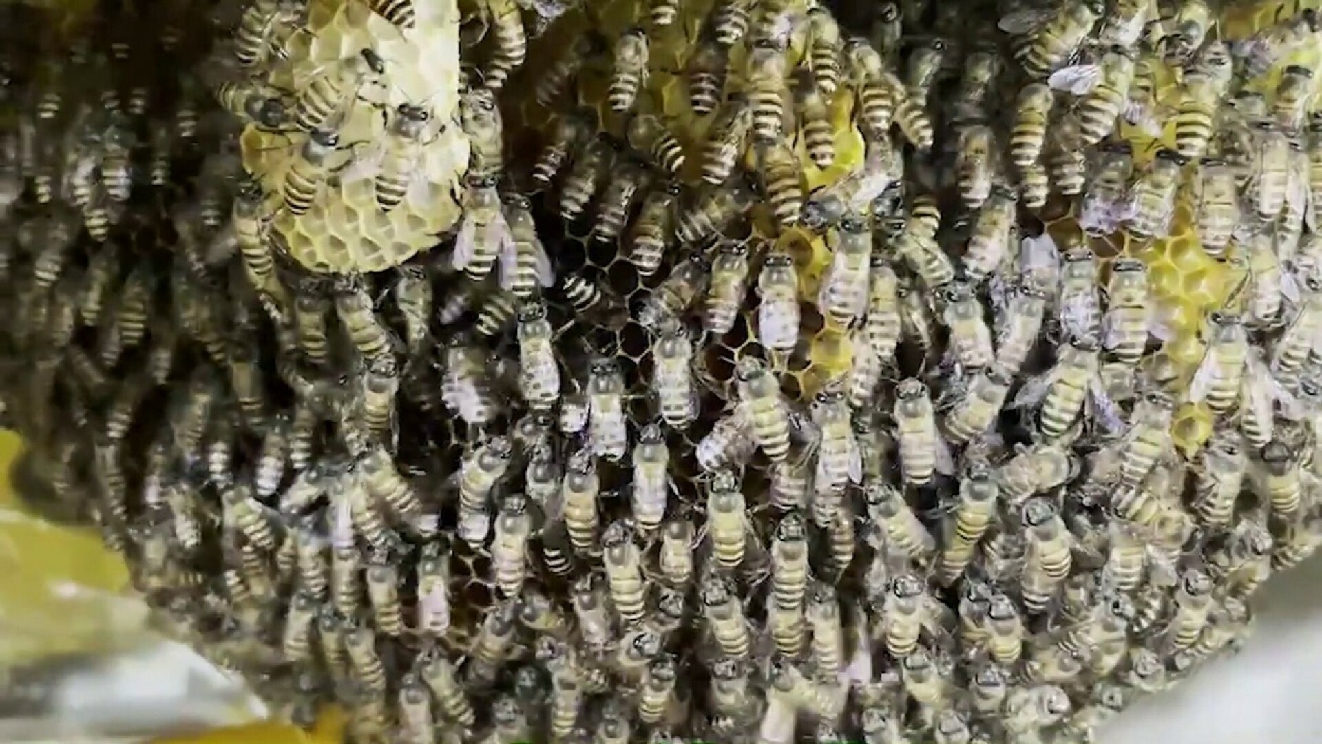 Albine în restaurant - 3