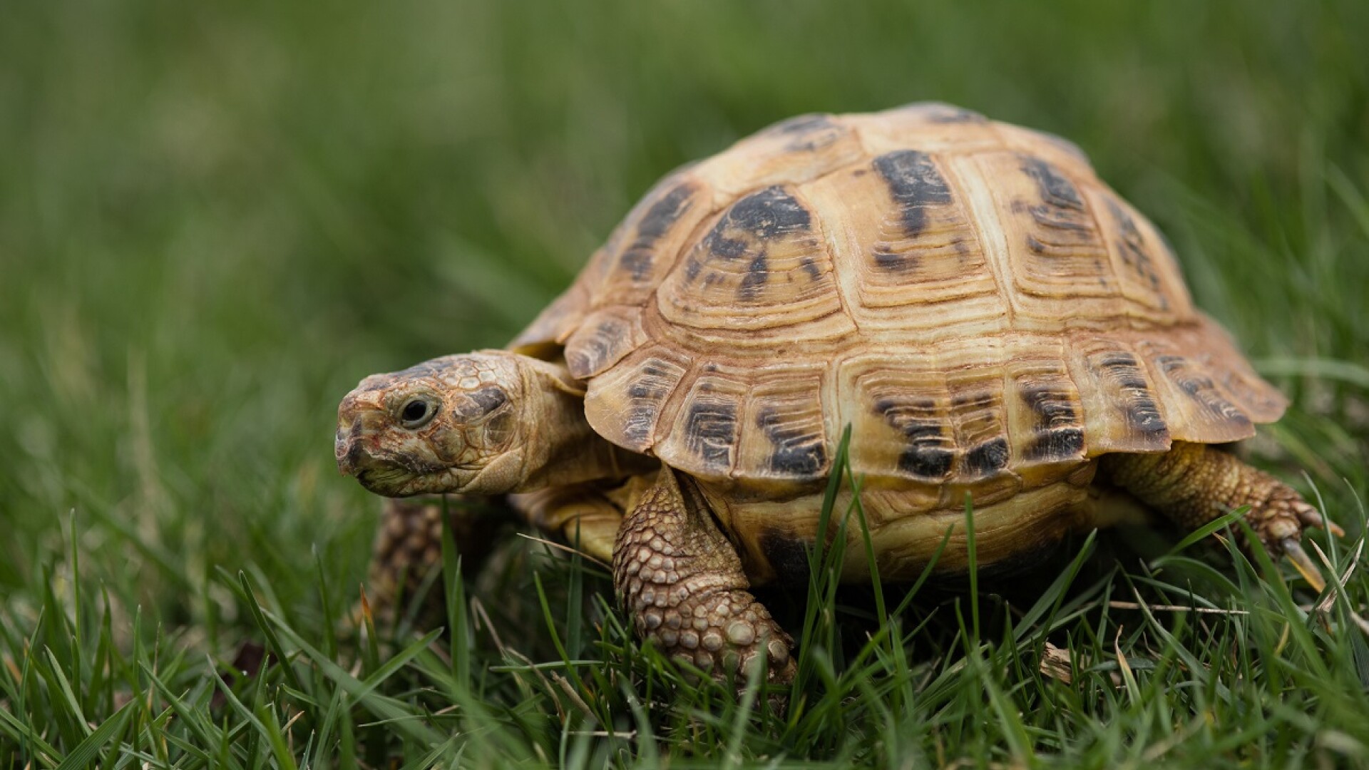 Franța: Sancțiuni de peste jumătate de milion de euro pentru distrugerea habitatului unei țestoase pe cale de dispariție