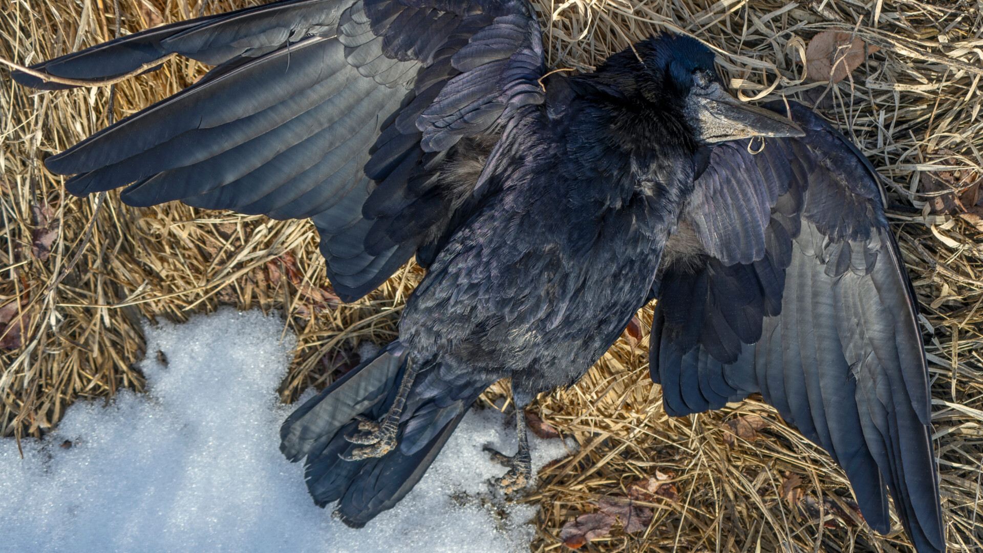 Sute de corbi au căzut din cer, într-o localitate din Rusia. Oamenii vorbesc de scene apocaliptice