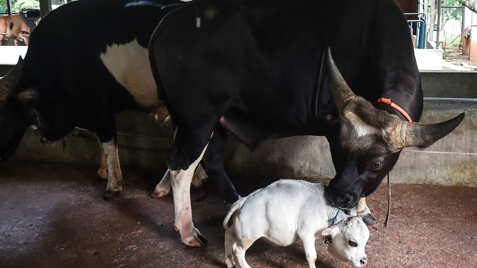 Rani, cea mai mică vacă din lume, a intrat postum în Cartea Recordurilor. De ce a murit
