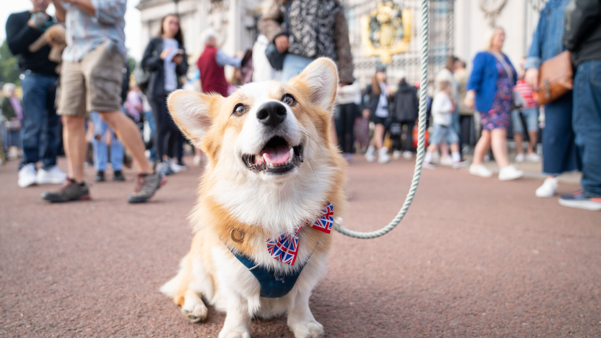 Regina Elisabeta a II-a și câinii corgi - 2