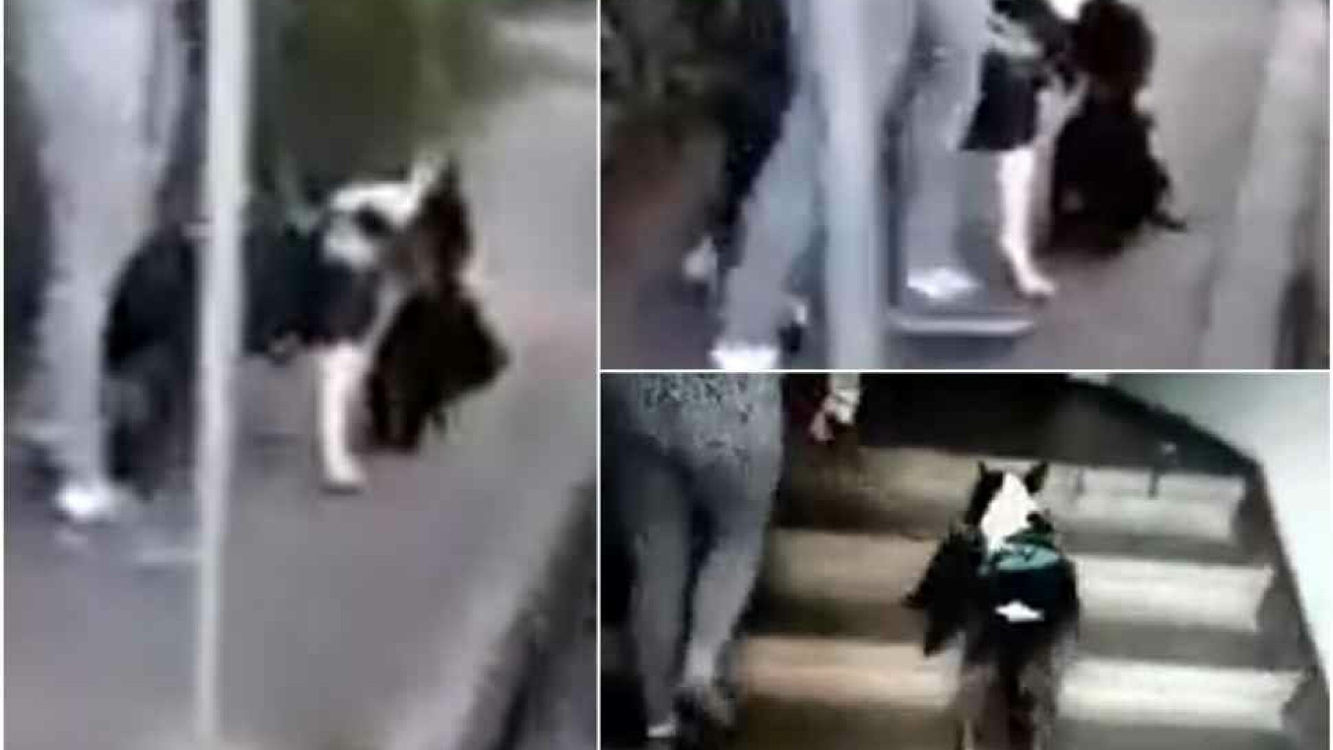 Femeie din Târgu Jiu, filmată ținând în lesă un Bull-Terrier care are în gură un cățel ucis. Poliția a început o anchetă