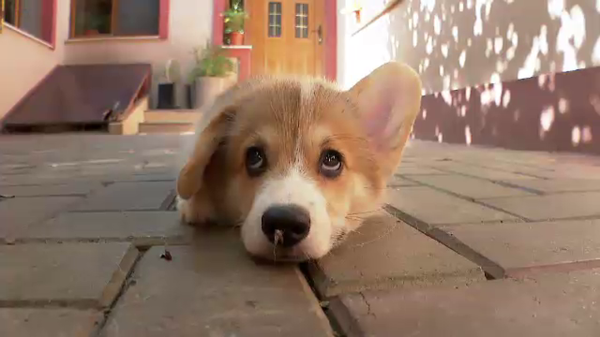 VIDEO. Primul câine polițist corgi din China a provocat râsete după ce a furat cârnăciorul unui copil, în timpul serviciului