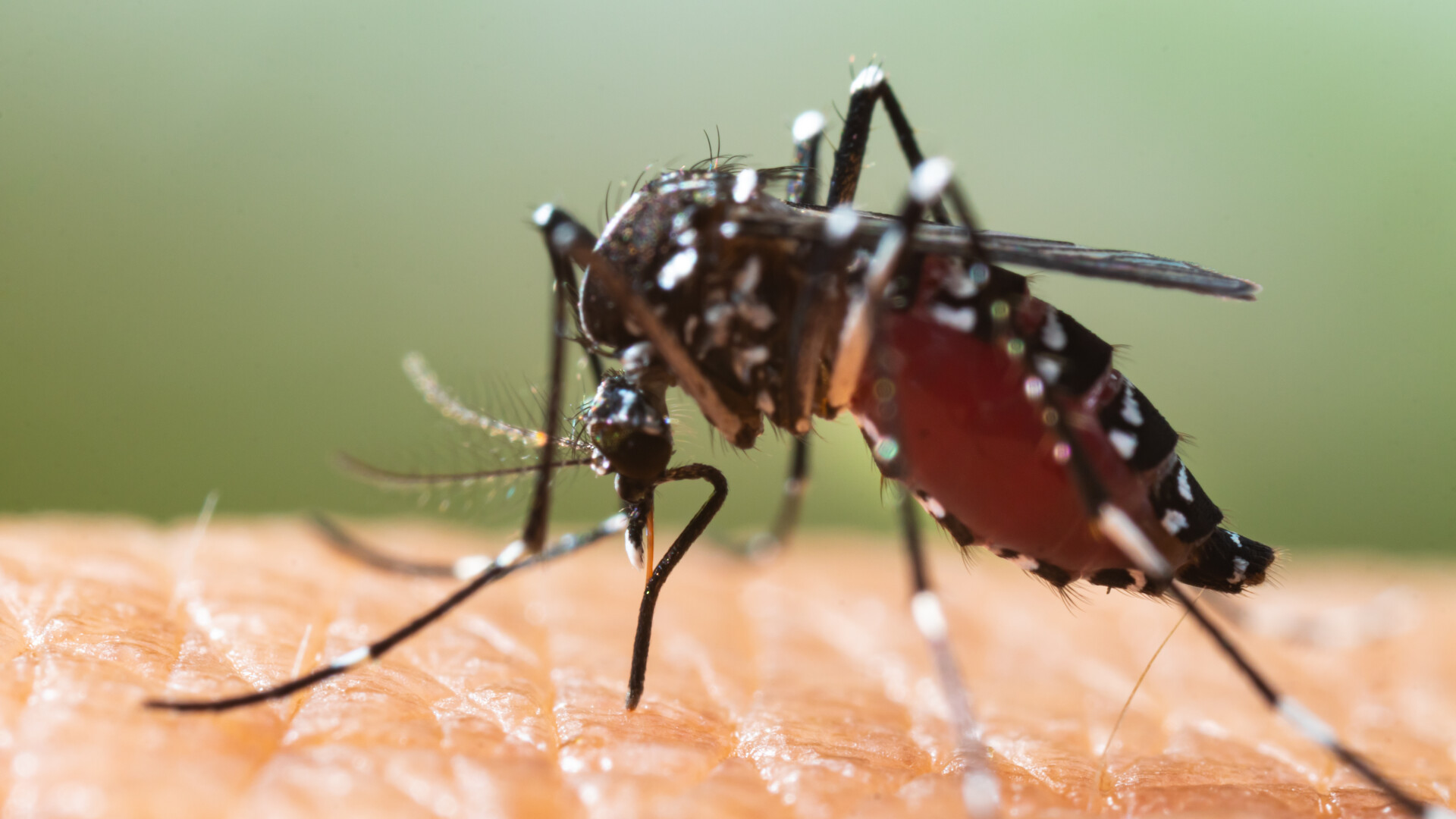 Asian tiger mosquito