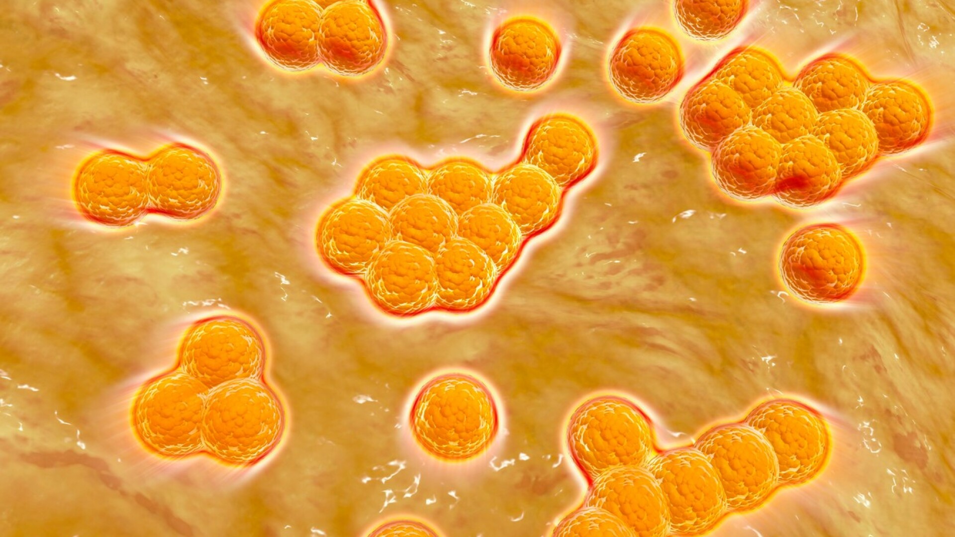 Staphylococcus aureus