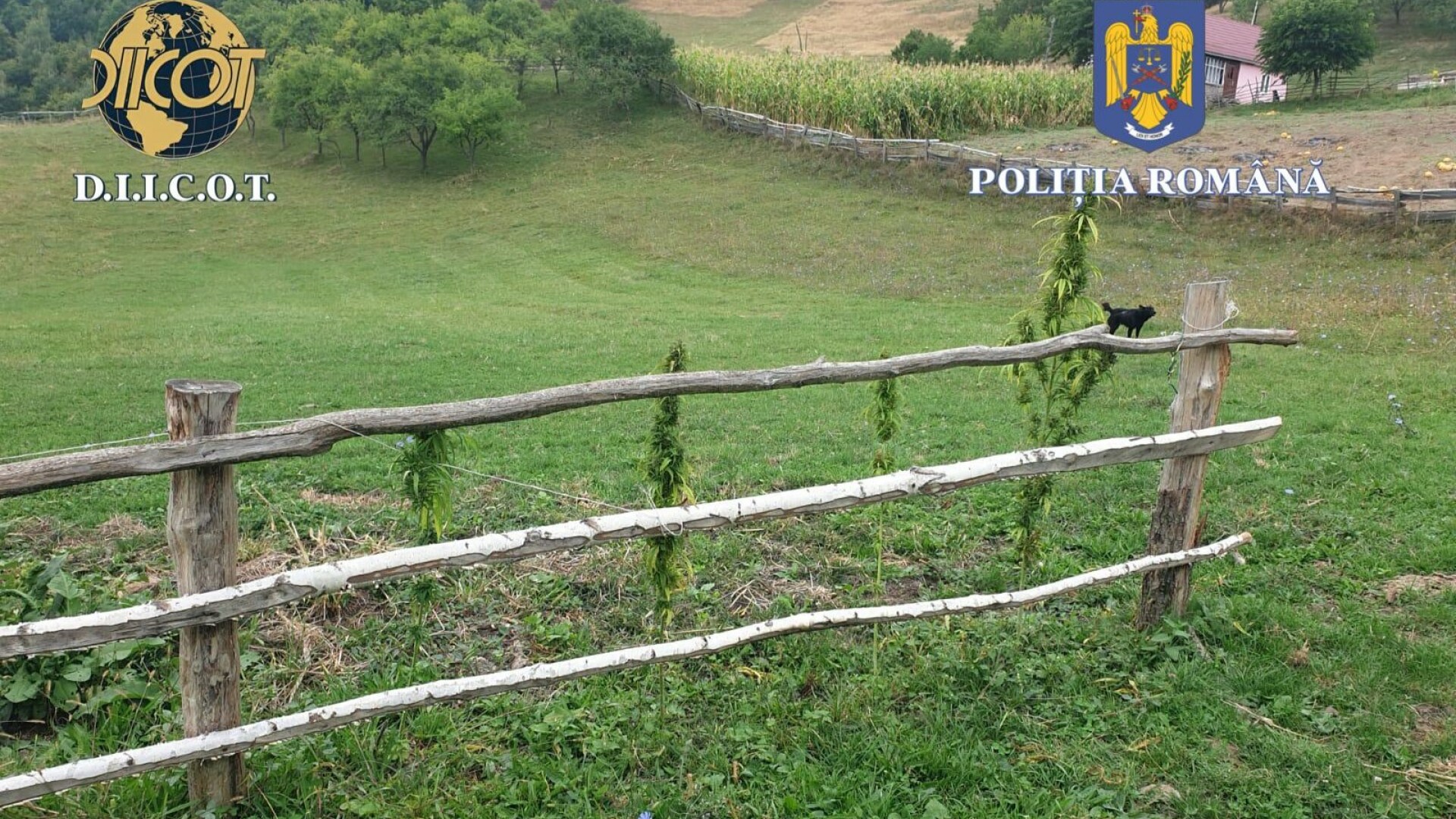 cultură de cannabis în Bistrița