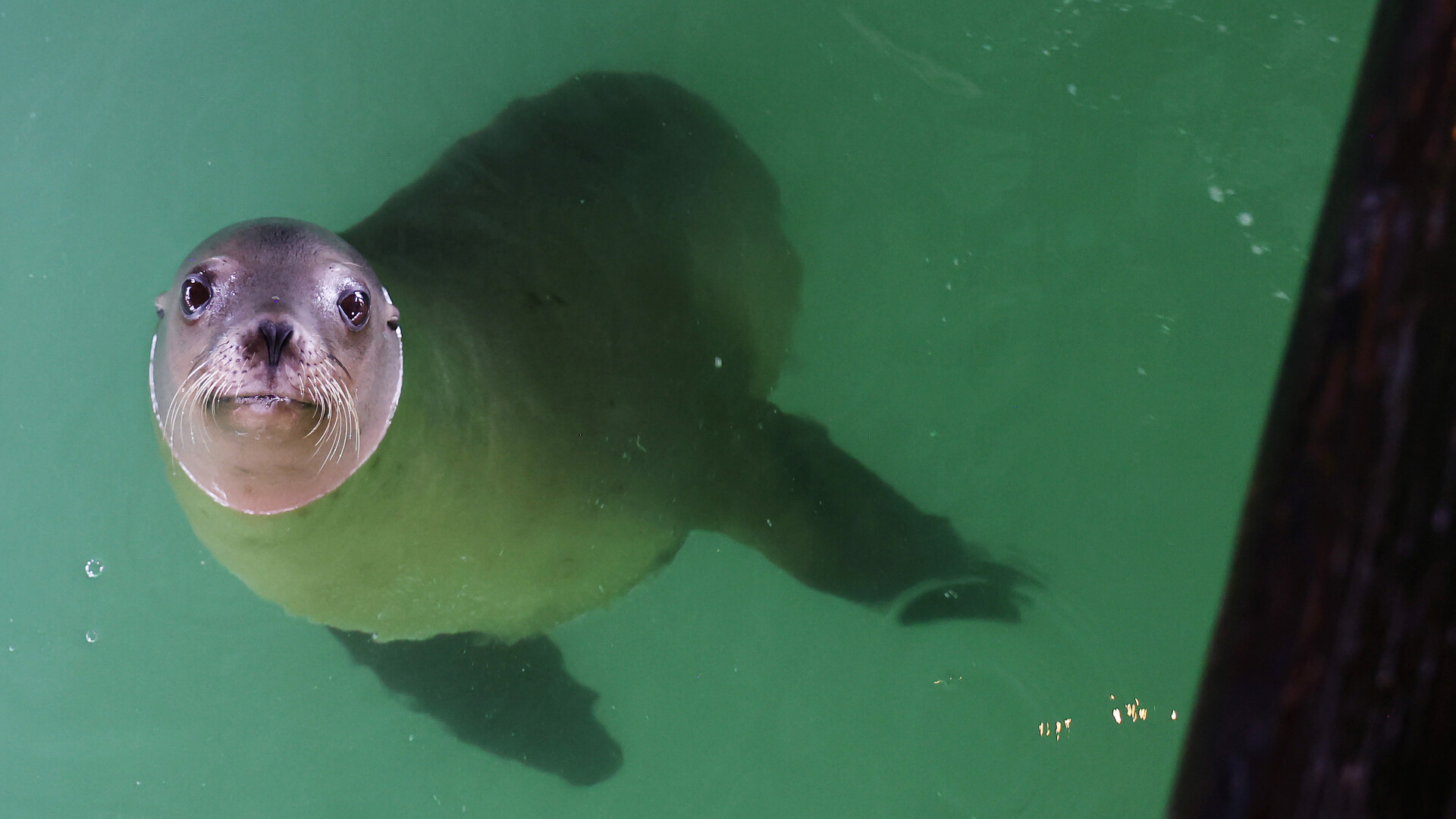 Un leu de mare ieşit a pentru scurt timp din spaţiul amenajat în incinta grădinii zoologice