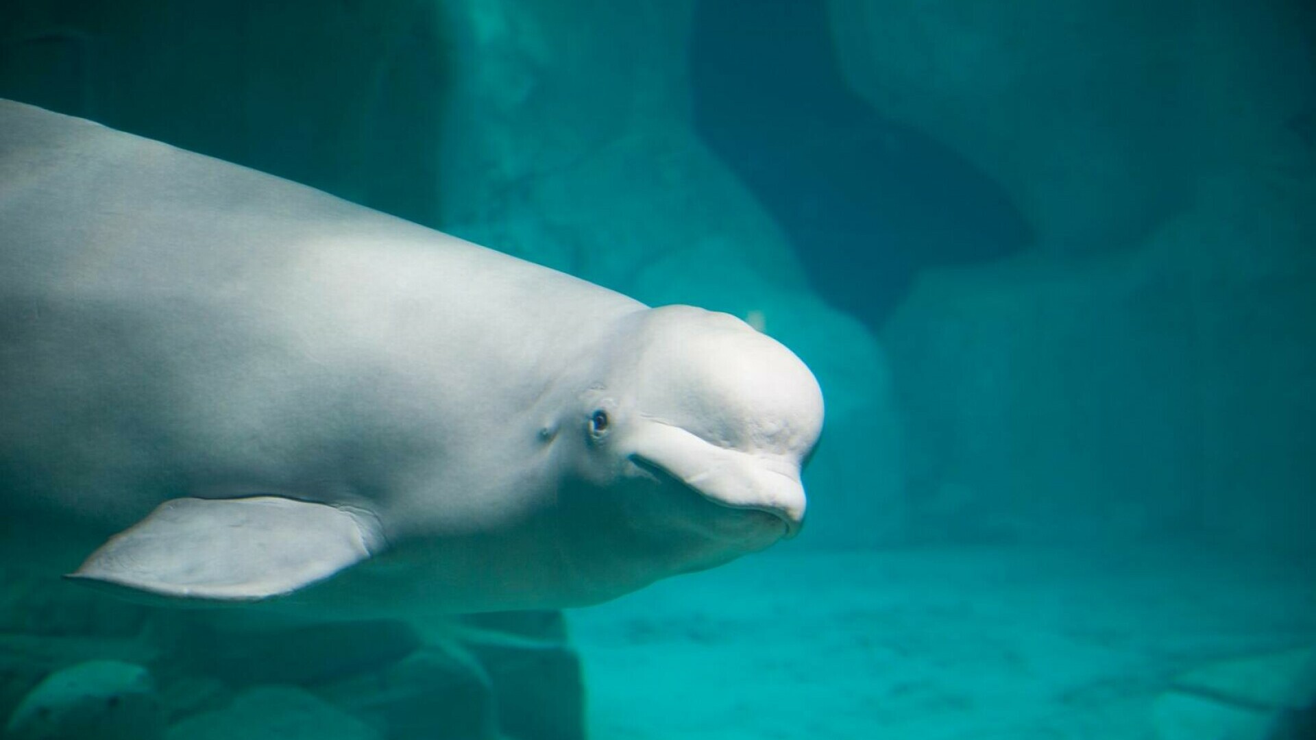 beluga