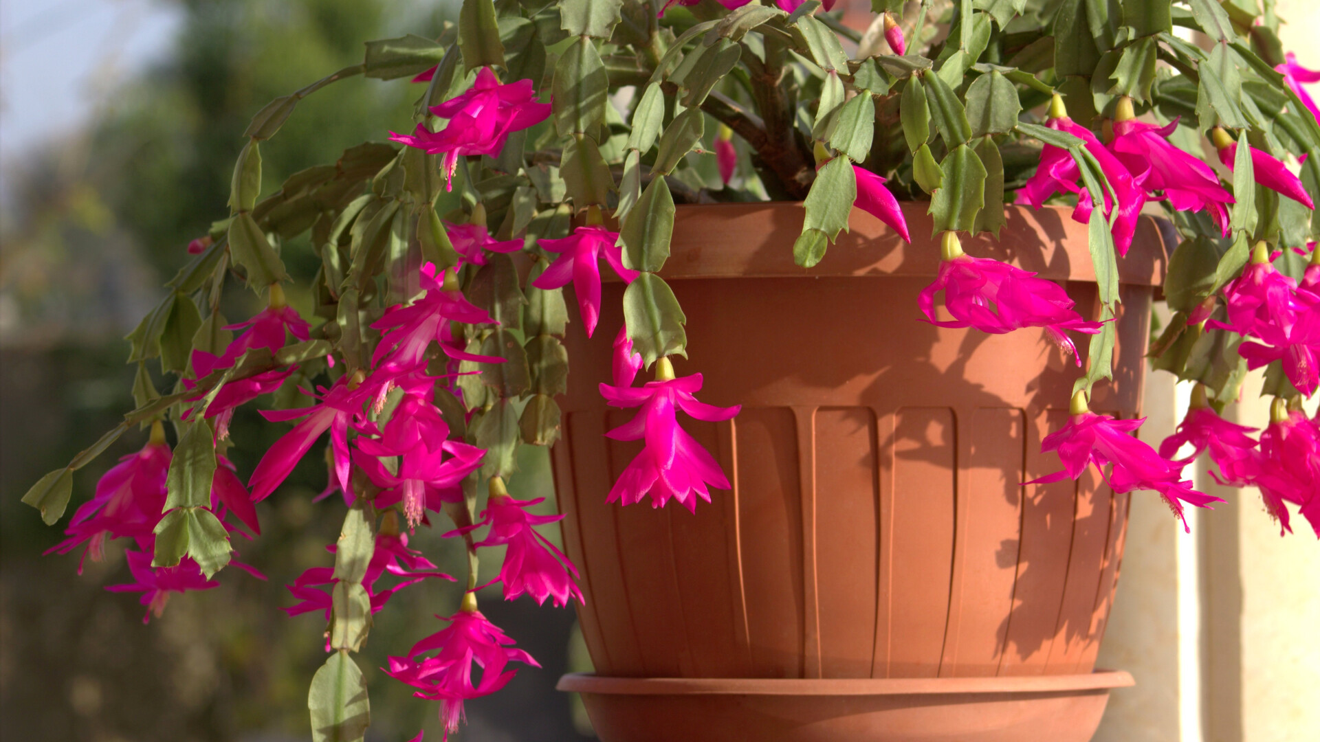 cactus de craciun Schlumbergera