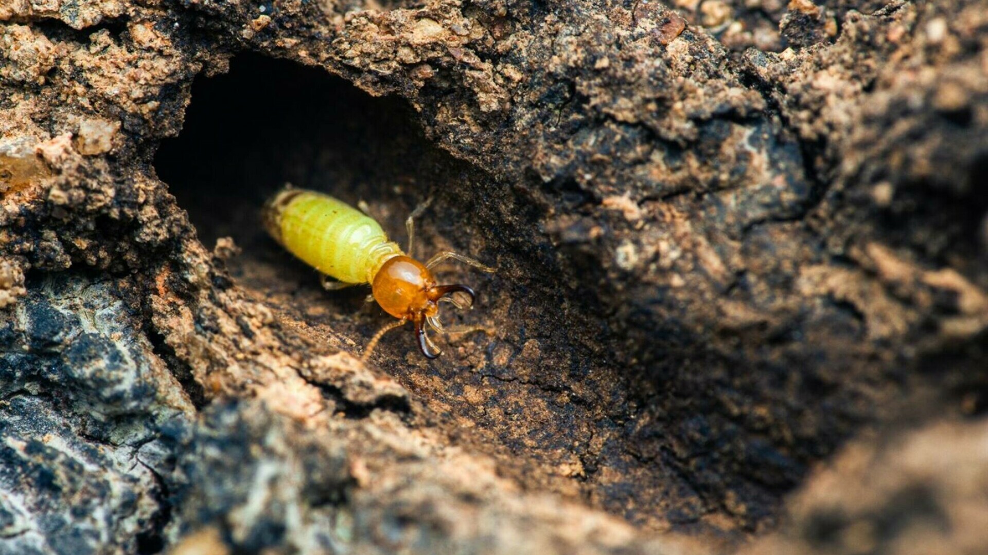 termite