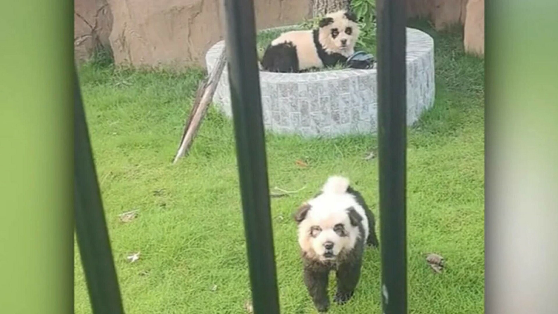 panda-caine