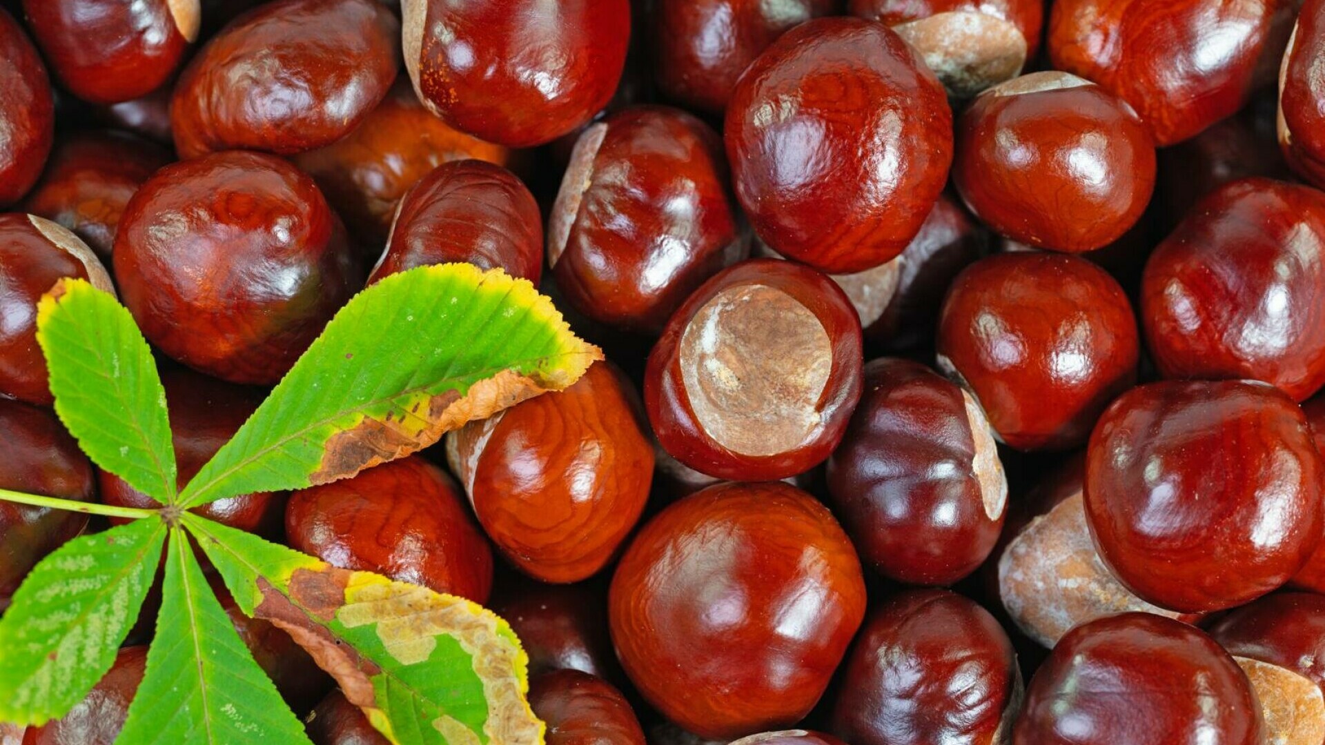 Castane, superalimentul toamnei. Beneficii și proprietăți nutritive. Cum se fac castanele coapte