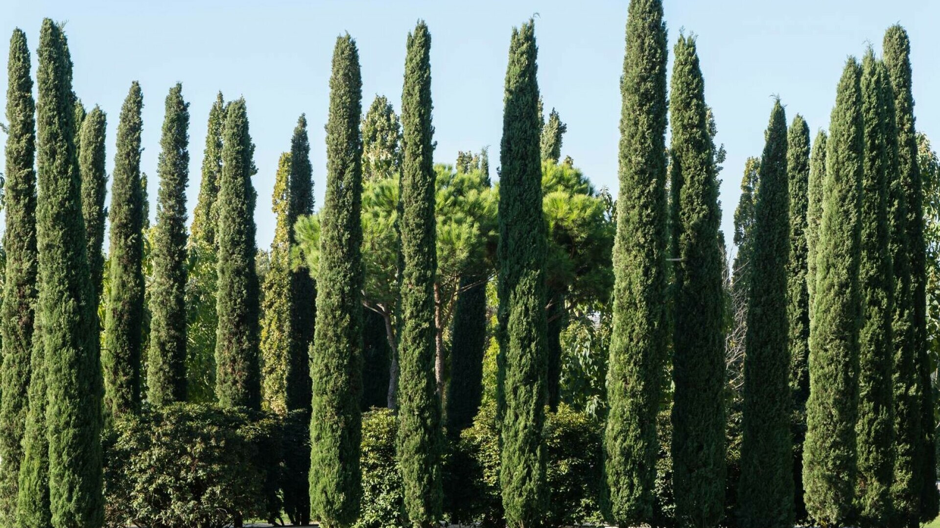 Chiparosul - cum îl recunoști, tipuri și ghid de îngrijire pentru grădină. Cum se diferențiază de alte plante ornamentale