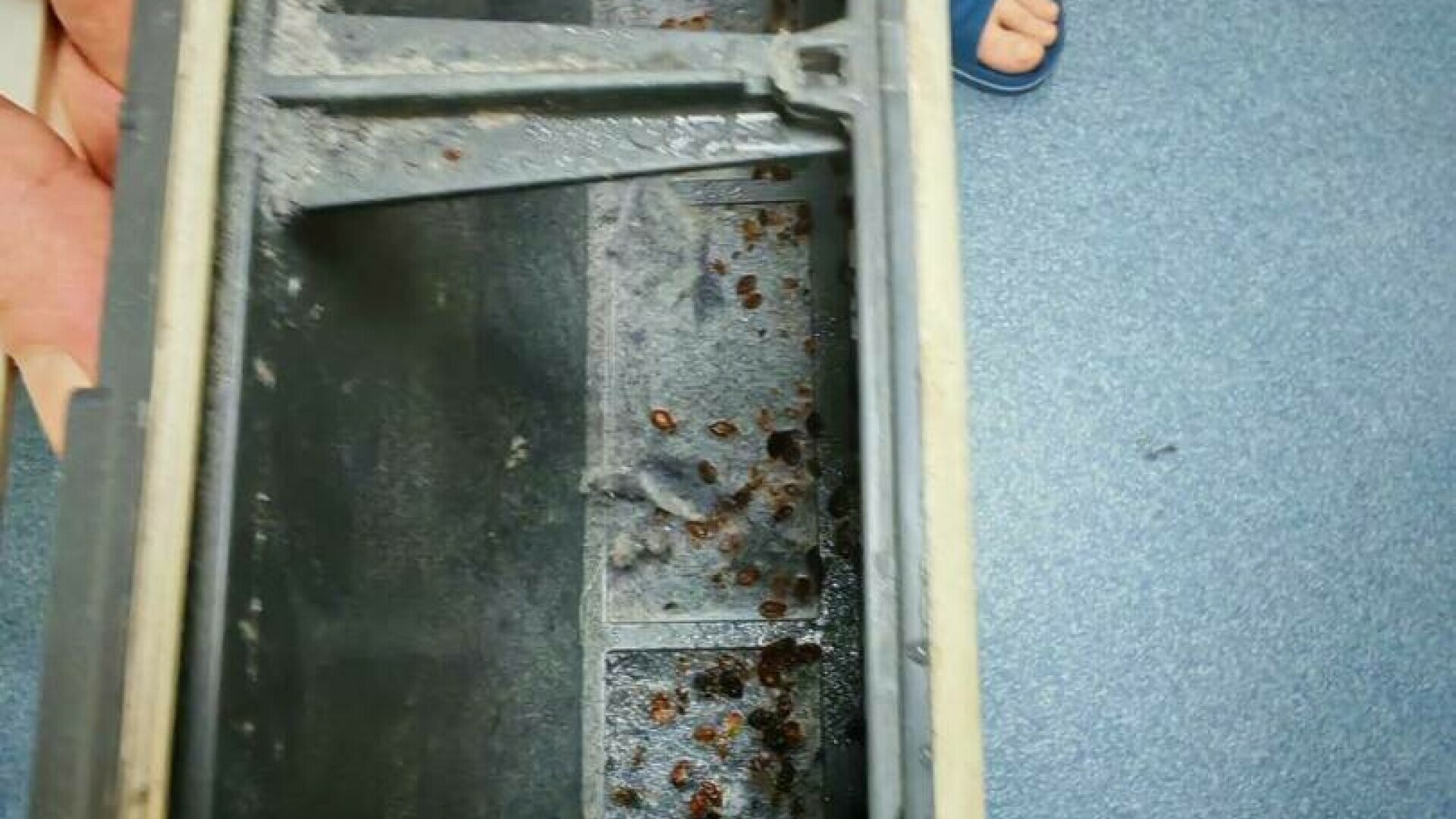 Sediile Poliției Capitalei sunt invadate de ploșnițe. Peste 10 agenți au ajuns la UPU din cauza mușcăturilor