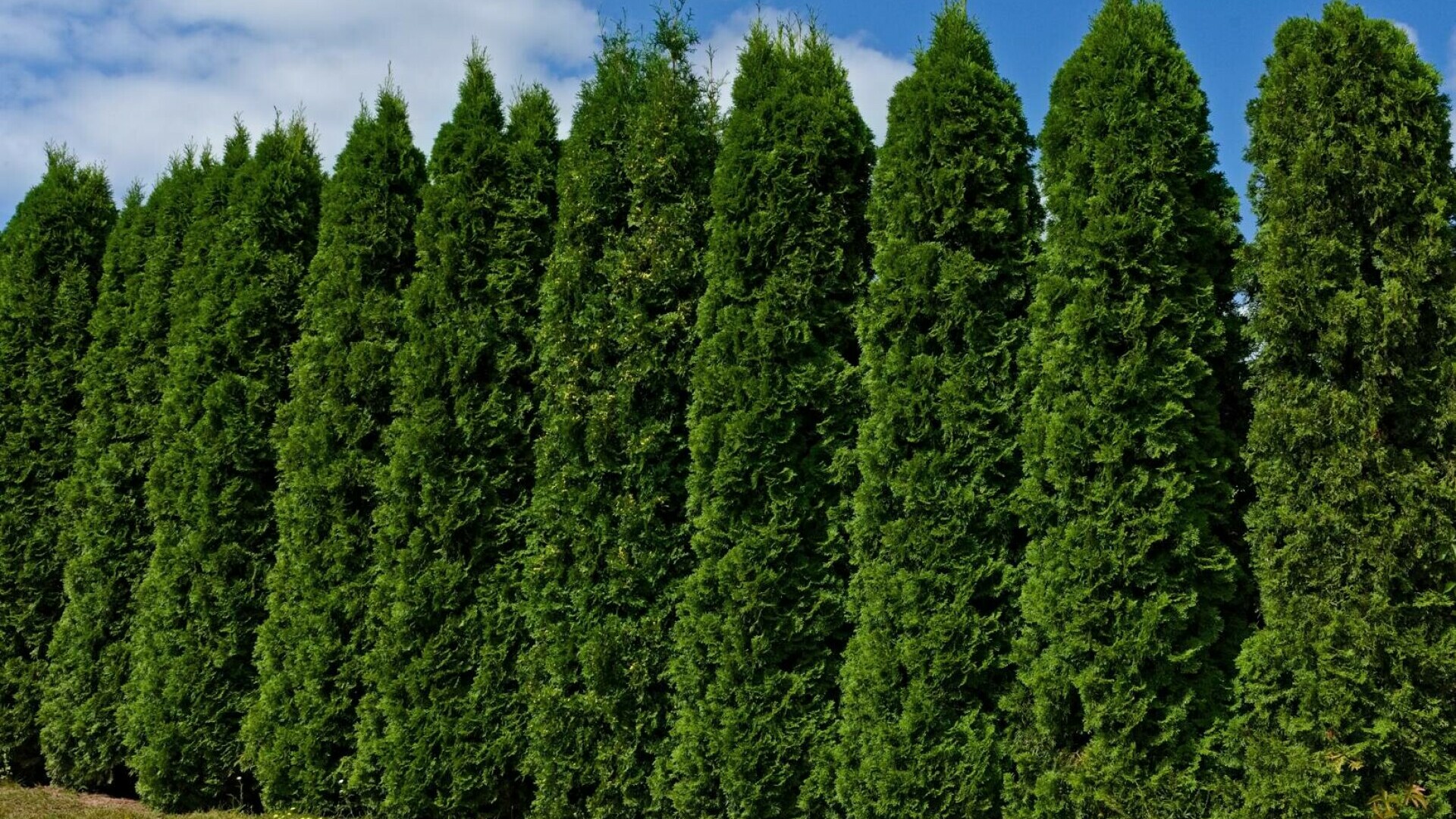 Tuia - cum alegi, plantezi și îngrijești corect această plantă ornamentală. Cum arată și de unde provine