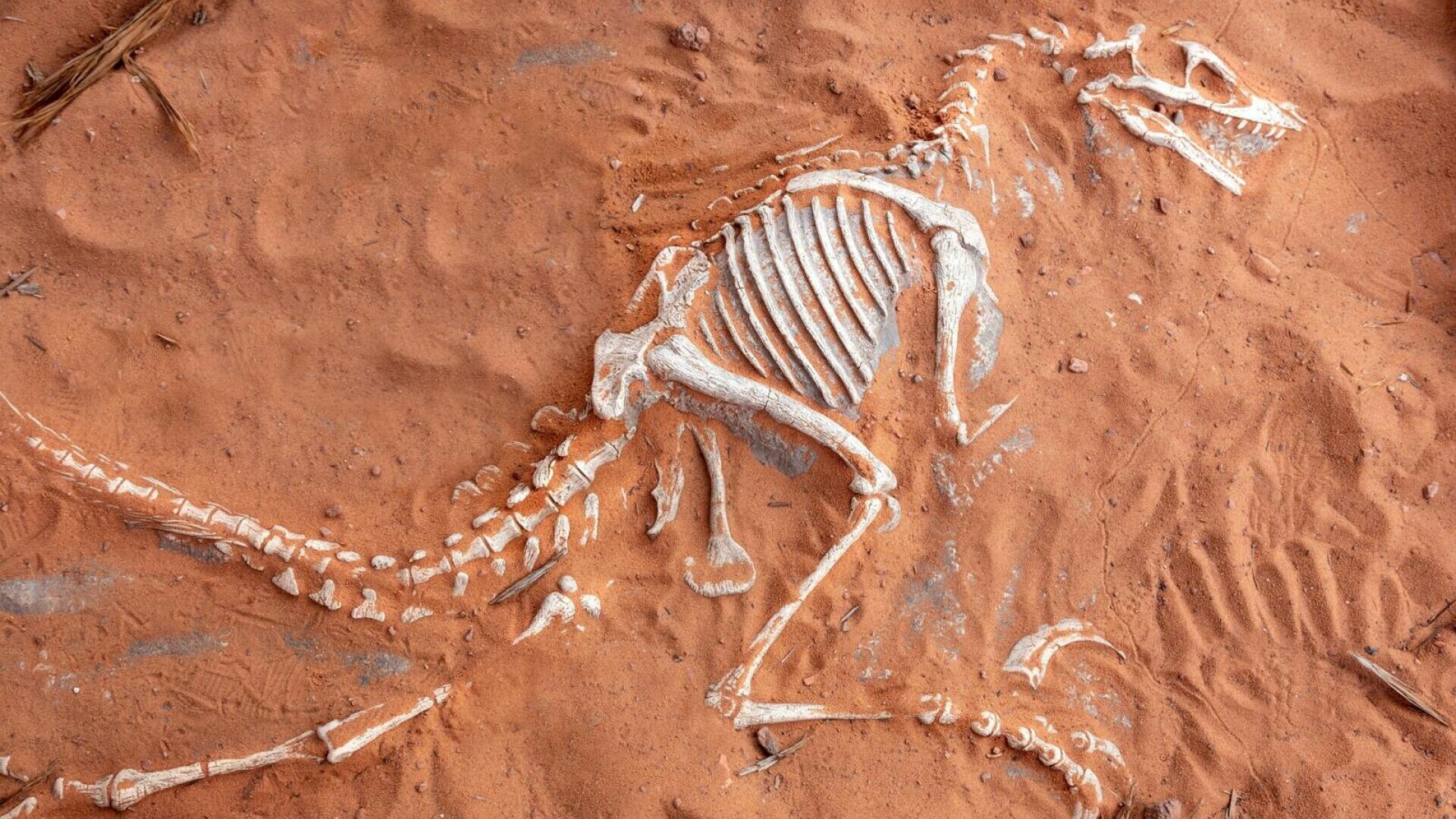 Misterul a doi pterosauri a fost descoperit de cercetători. Ce s-a întâmplat, mai exact, în urmă cu 150 de milioane de ani
