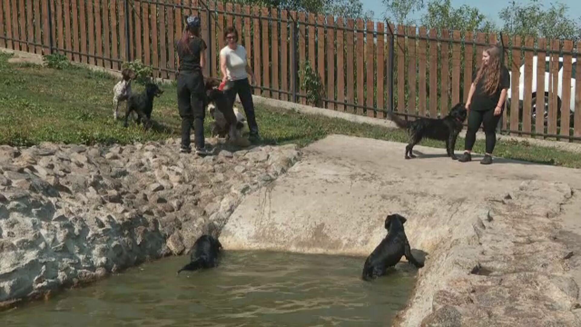 Ocupația de îngrijitor de câini devine oficial o meserie în România. Cei interesați vor urma cursuri acreditate