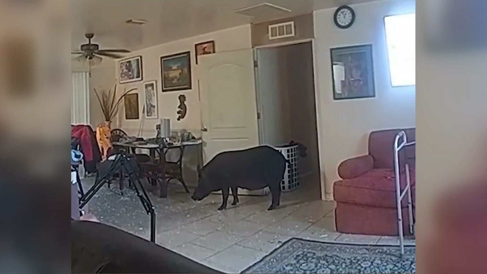 Porc mistreț Florida