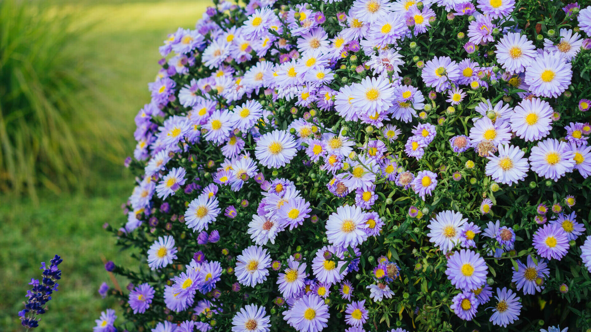 aster, floarea stelei