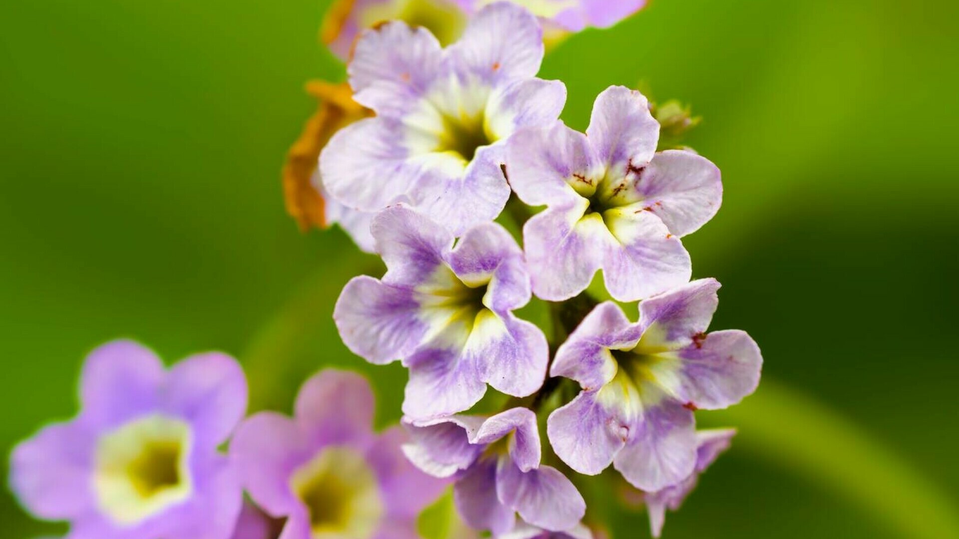 Heliotrop, Arbore de Vanilie