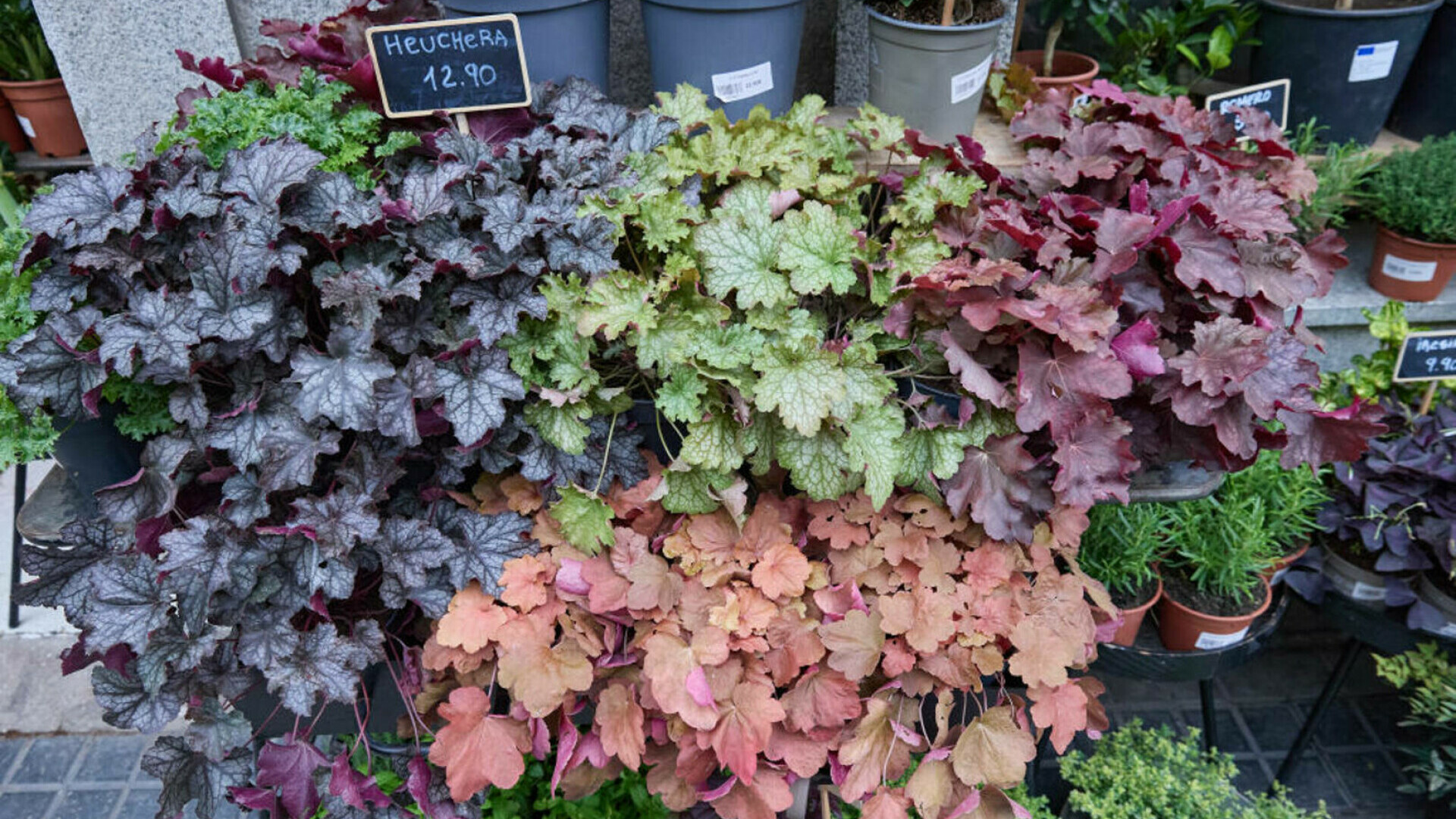 Clopoțelul Purpuriu (Heuchera)