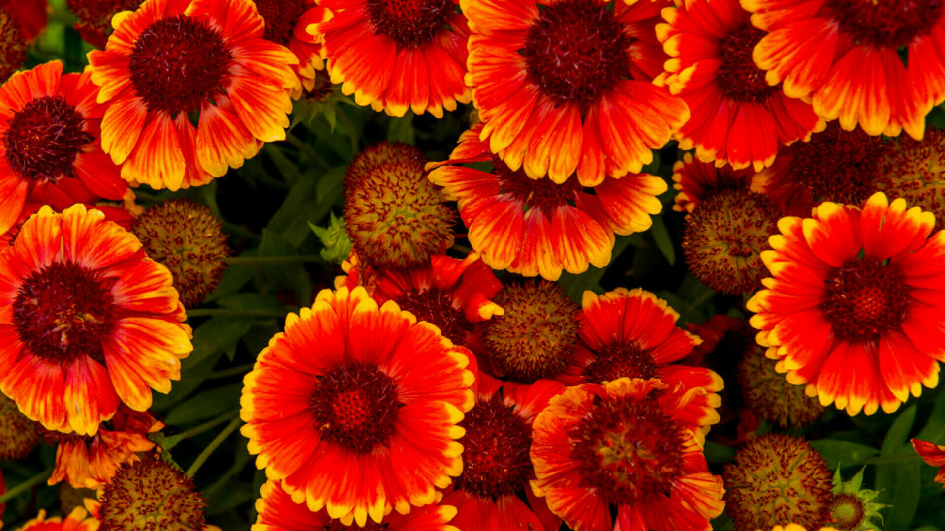 Gaillardia, Roata de Foc