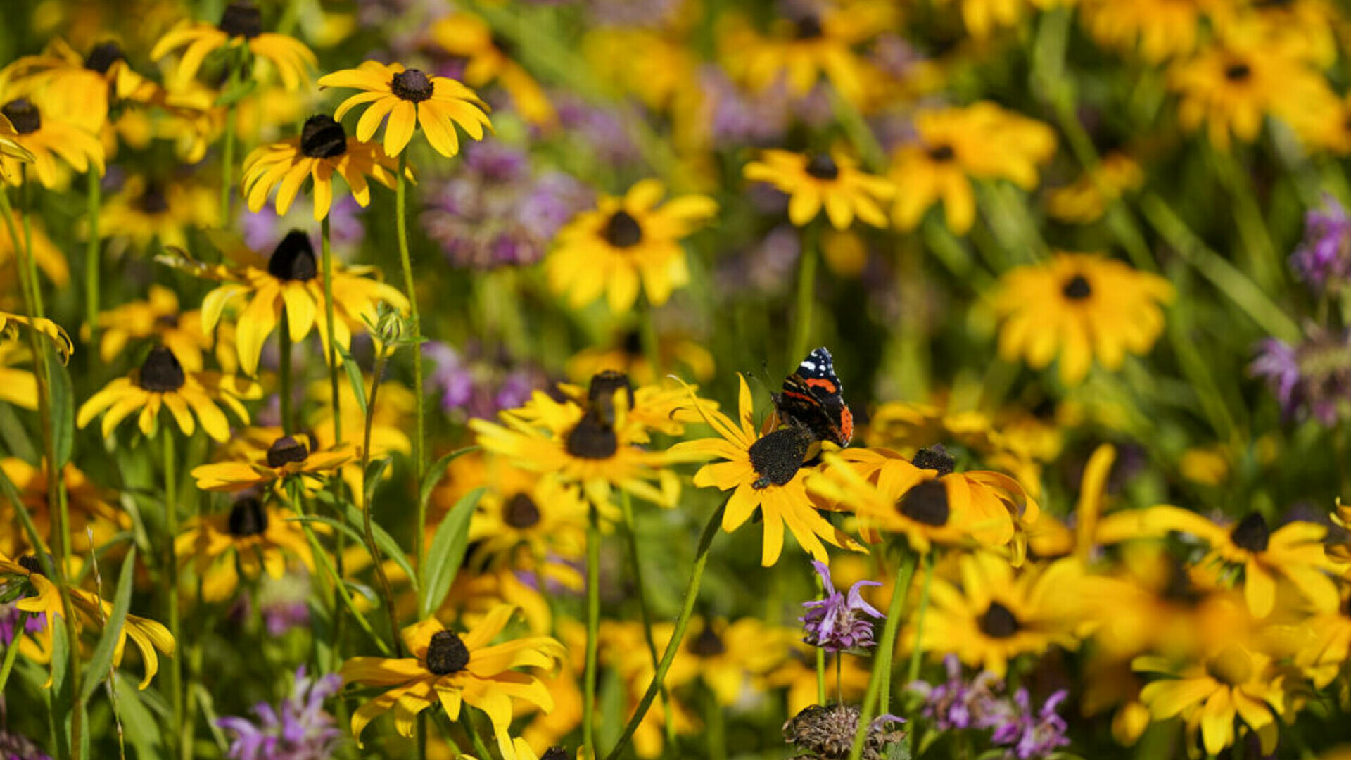 Coreopsis, Ochiul Fetei