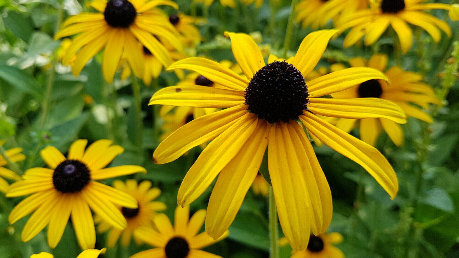 Rudbeckia, Bulgări de Soare