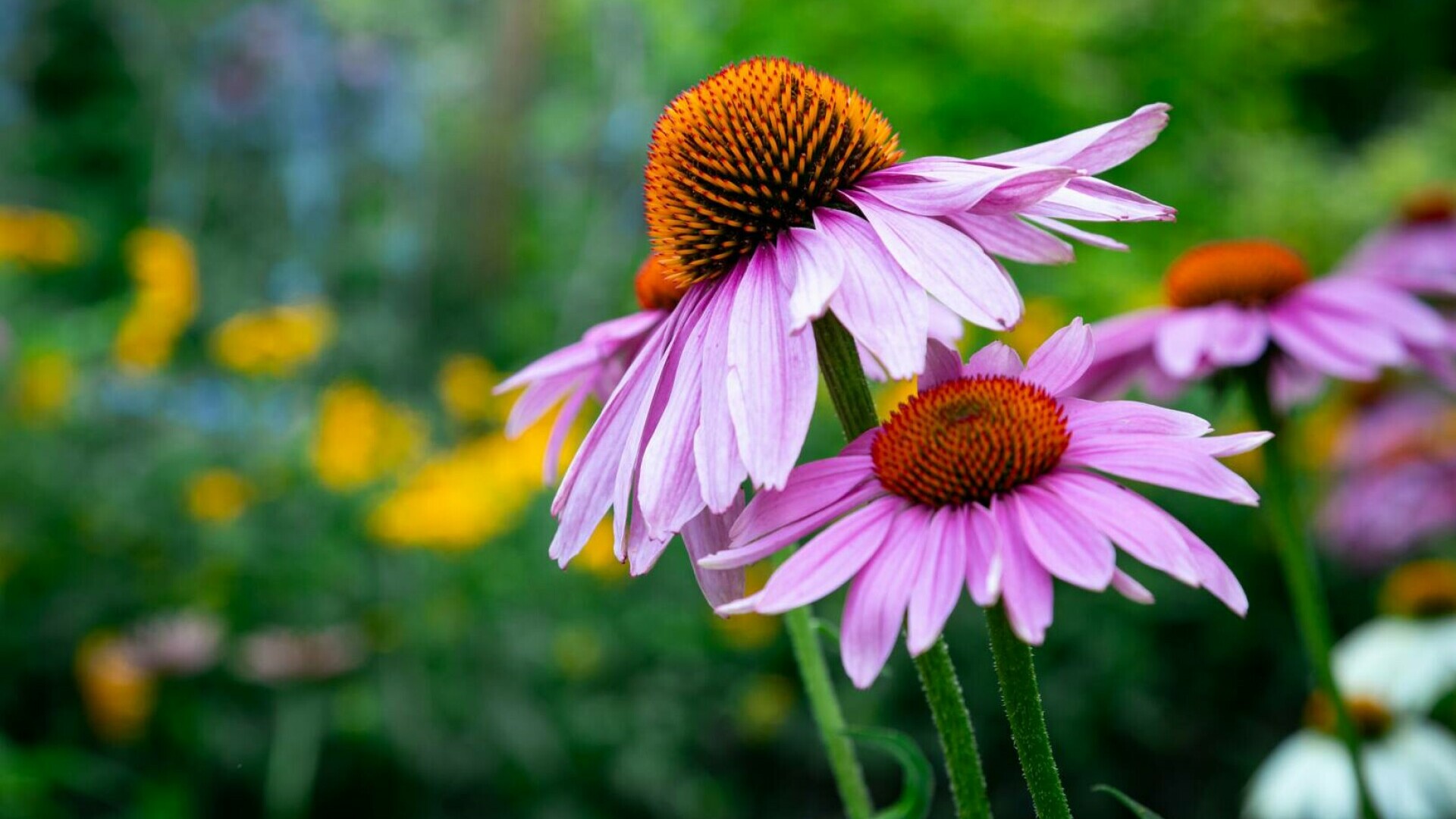 Echinacea