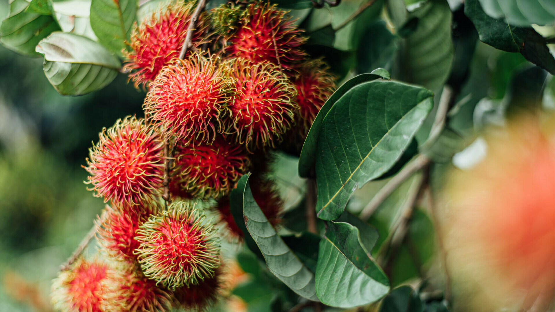 Rambutan