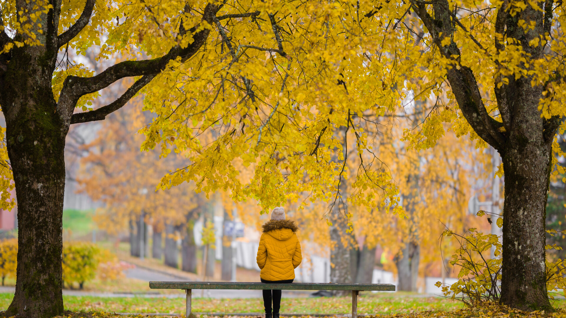 Vremea azi, 2 noiembrie. Temperaturile scad în majoritatea regiunilor. Vânt cu rafale de 120 km/h pe crestele montane