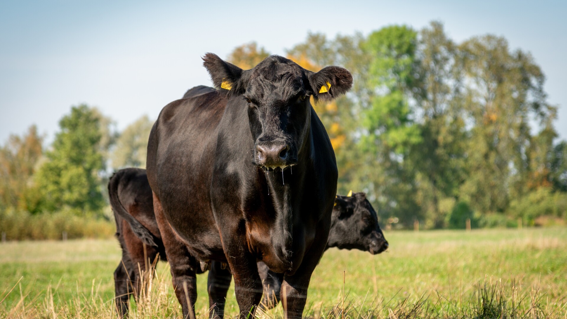 vaca black angus