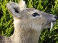 Insetate de sange! Caprioarele-vampir fac ravagii printre cainii englezilor