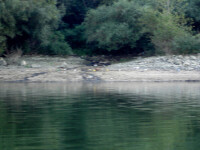 poluare pe Dunare