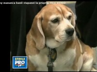 Penny mananca banii stapanei. La propriu. Vezi VIDEO