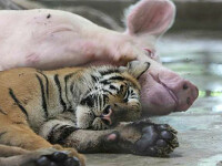 Cea mai frumoasa familie de la Zoo! Vezi IMAGINI!