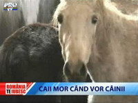 Romania, te iubesc: caii mor cand vor cainii!