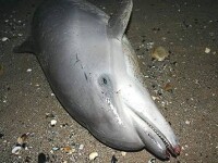 Sapte delfini gasiti morti, in numai doua zile, in sudul litoralului