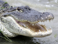 Sport extrem! Campionat de lupte cu aligatori, in Florida