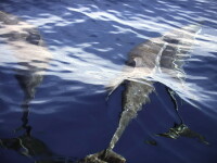 Incredibil! Mii de delfini au aparat un vas de atacul piratilor somalezi