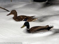 Ce se intampla daca pui detergent in rau?