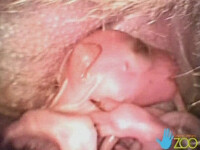 IMAGINI INEDITE! Uite cum arata un fat de cangur!