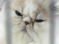 A cazut in gol 26 de etaje, dar mai are inca 8 vieti!