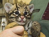 Ocelot