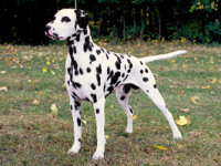 dalmatian