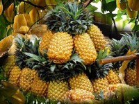 Ananas