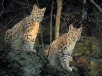 Ce vor sa vada turistii straini care vin in Romania?