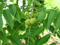 Doi copaci intr-unul! Nucul-soc face senzatie printre vecinii bulgari!