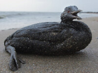 Pata de petrol din Golful Mexic pune in pericol turismul din Florida