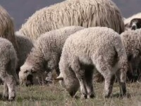 Incepe cursa cu obstacole din bucatarie. Cum alegi mielul incat sa nu-ti miroasa toata casa de Paste